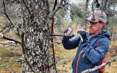 Polar forests may have just solved a solar storm mystery