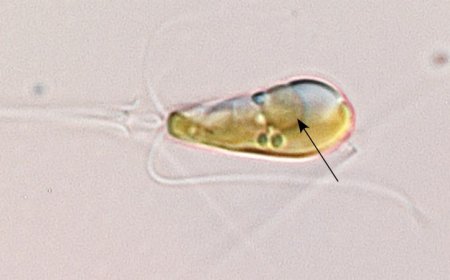 This marine alga is the first known eukaryote to pull nitrogen from air