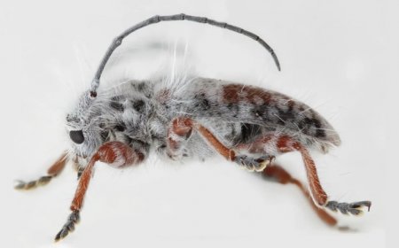 This newfound longhorn beetle species is unusually fluffy