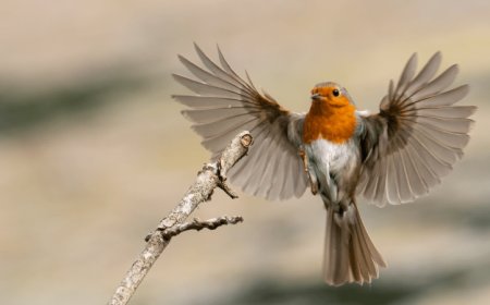 50 years ago, scientists wondered how birds find their way home