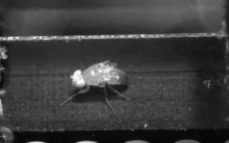 Tiny treadmills show how fruit flies walk