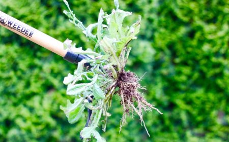 Amazon's bestselling weeder with 35,000+ perfect ratings 'makes life a lot easier' and only costs $45