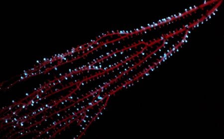 Glowing octocorals have been around for at least 540 million years