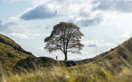 Plant ‘time bombs’ highlight how sneaky invasive species can be