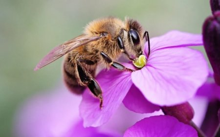 A vaccine for bees has an unexpected effect