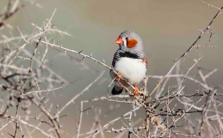 Noise pollution can harm birds even before they hatch