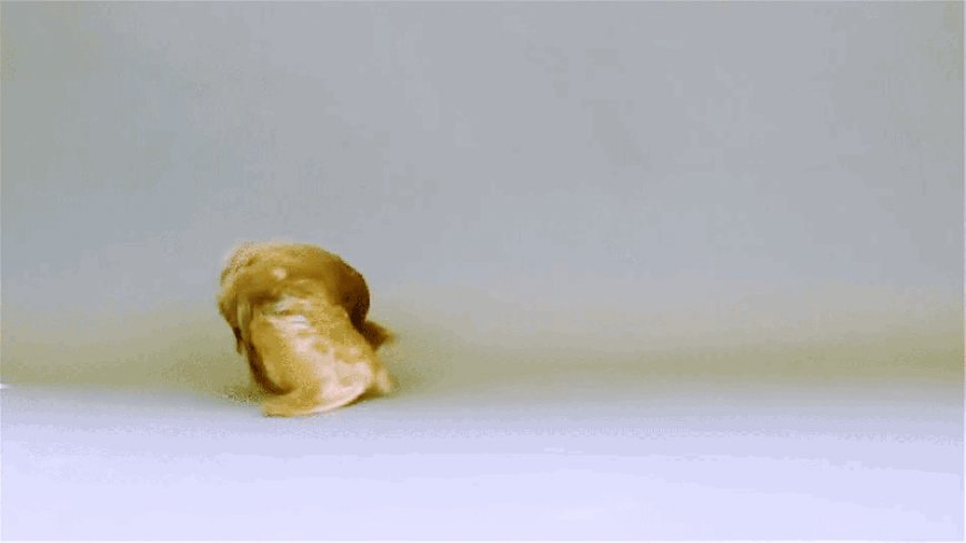 Here’s why some pigeons do backflips