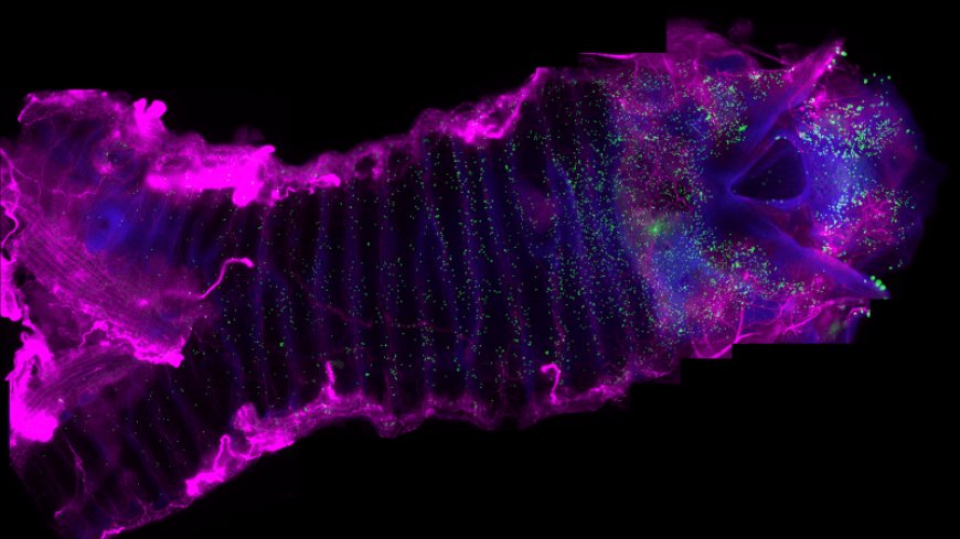 These windpipe cells trigger coughs to keep water out of the lungs
