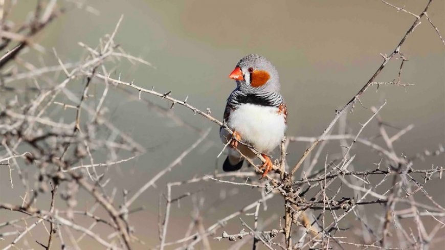 Noise pollution can harm birds even before they hatch