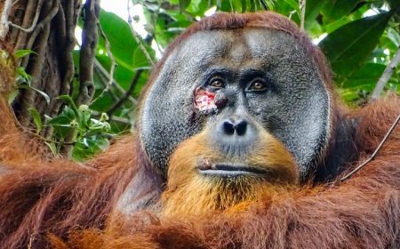 This orangutan used a medicinal plant on his face wound
