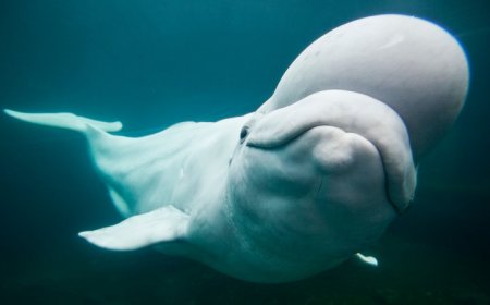 Belugas may communicate by warping a blob of forehead fat