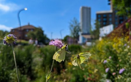Want to see butterflies in your backyard? Try doing less yardwork