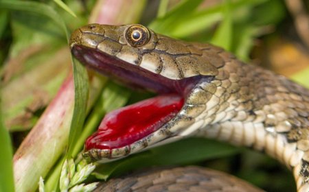 This snake goes to extremes to play dead — and it appears to pay off
