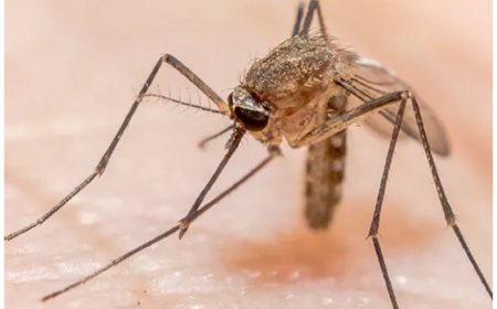West Nile Fever In Kerala: 3 Districts On High Alert, State Issues Advisory On Mosquito-Control Measures