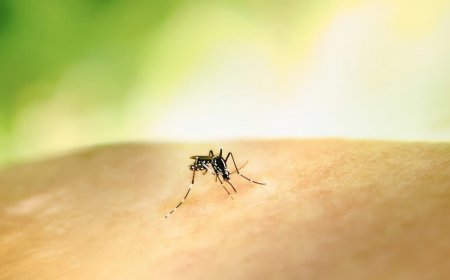 What is West Nile Fever? All About The Deadly Zoonotic Disease Freshly Reported in Kerala