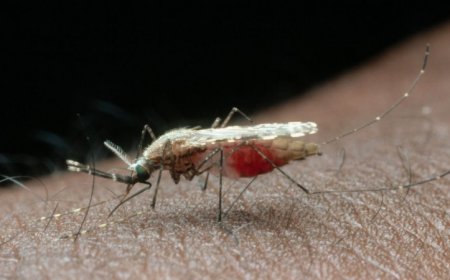 Getting wild mosquitoes back to the lab alive takes a custom backpack