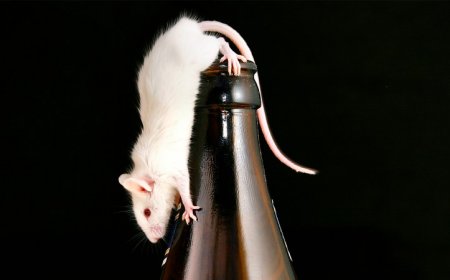 A new gel stops mice from getting too drunk