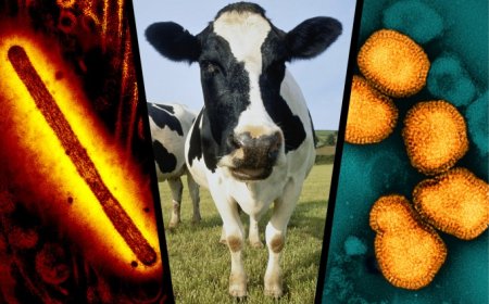 Cows might host both human and bird flus