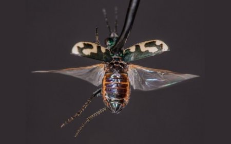 Tiger beetles may weaponize ultrasound against bats