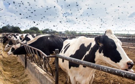 Genetic analyses of the bird flu virus unveil its evolution and potential