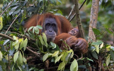 Sumatran orangutans start crafting their engineering skills as infants