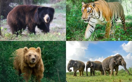 World Endangered Species Day: Wildlife SOS Urges All and Sundry To Protect Vanishing Species