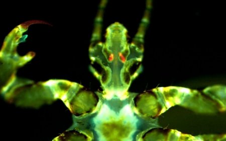 Human body lice could harbor the plague and spread it through biting 