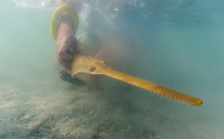 A built-in pocket protector keeps sawfish from ‘sword fighting’ in the womb