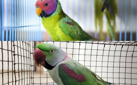 World Parrot Day: Highlighting Threats Faced By Parakeets And How They Are Being Addressed