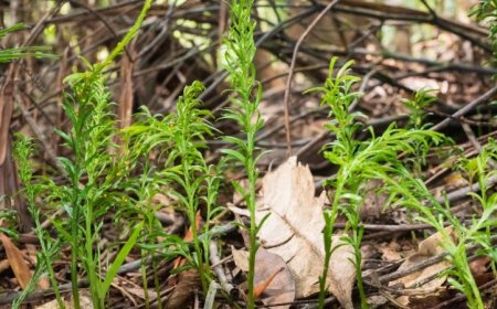 The largest known genome belongs to a tiny fern