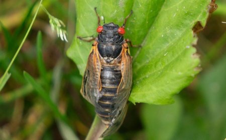 It’s a big year for cicadas. Here’s what to know about this year’s emergence