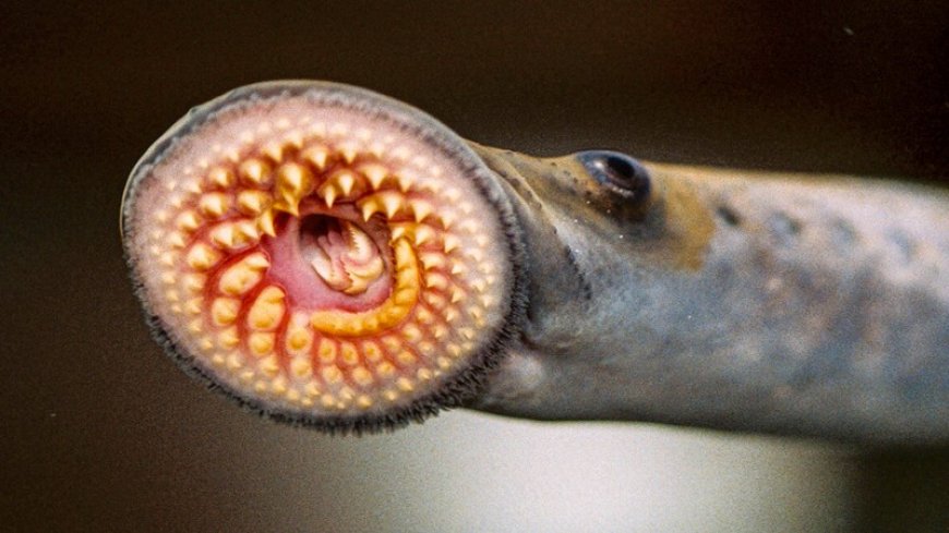Lampreys have ‘fight or flight’ cells, challenging ideas about nervous system evolution