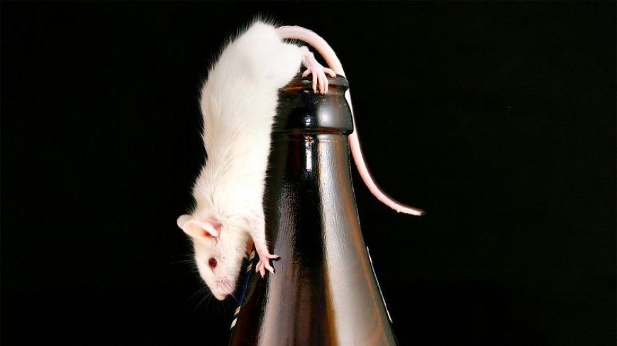 A new gel stops mice from getting too drunk