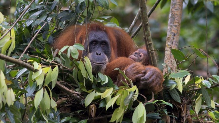 Sumatran orangutans start crafting their engineering skills as infants