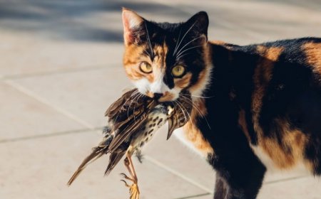 Bird flu can infect cats. What does that mean for their people?