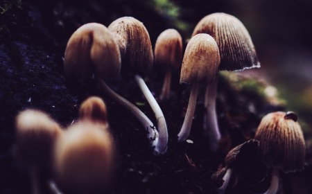 3 Children Die, 9 Fall Sick In Meghalaya After Consuming Wild Mushrooms
