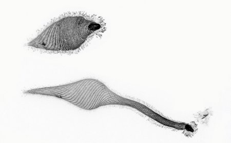 This protist unfolds its ‘neck’ up to 30 times its body length to scout prey