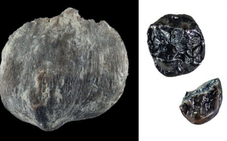 Fossil finds amplify Europe’s status as a hotbed of great ape evolution