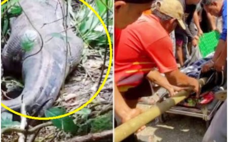 HORRIFIC! Missing Indonesian Woman Found Dead Inside Python