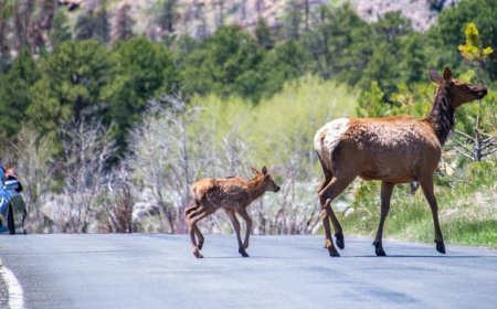 Can humans get chronic wasting disease from deer?