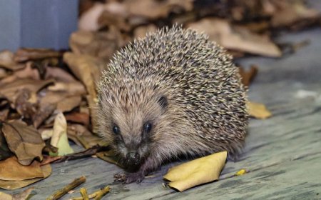 ‘Cull of the Wild’ questions sacrificing wildlife in the name of conservation