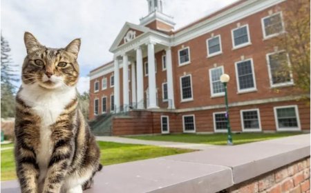 Whiskers and Wisdom: Meet Max, World’s Only Cat with a PhD