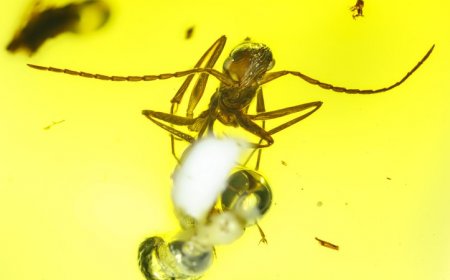 Early ants may have had complex social lives, fossil data suggests