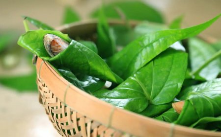 Betel Leaf: Why is it Recommended to Chew Paan Post Meals? 5 Benefits to Know
