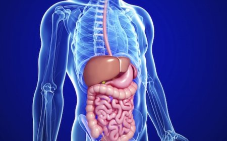 Study Suggests Relation Between Gut Microbiome And Neurodegenerative Diseases