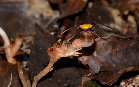 This tentacled, parasitic ‘fairy lantern’ plant is new to science