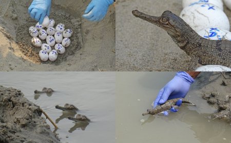 World Crocodile Day Celebrated With Birth Of 160 Critically Endangered Gharials Across Gandak River