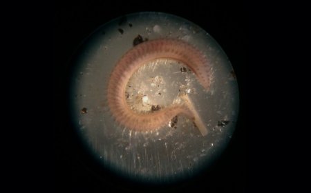Beneficial bacteria help these marine worms survive extreme cold
