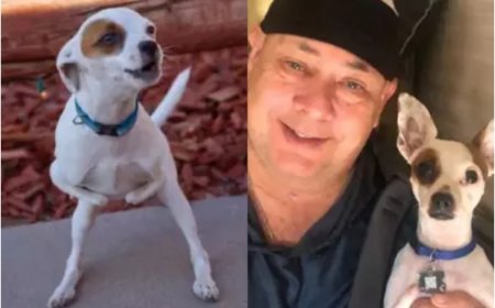 Meet Champ The Hero: Differently Abled Dog Who Defied Odds to Save His Owner