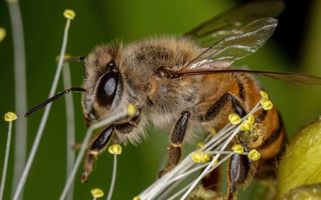 Honeybees can “smell” lung cancer